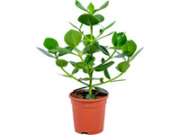 Varkensboom Clusia | 40-50 cm