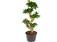 Ficus Ginseng Bonsai | 60–70 cm