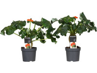 2x Jatropha Podagrica flessenplanten | 25-45 cm