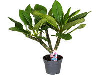 Plumeria 'Frangipani' Hawaii Plant | 55-75 cm