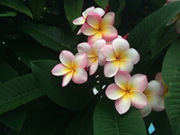 Frangipani 'Hawaiian' | 55–75 cm
