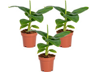 Bananenplant | 15-20 cm| 3-delig