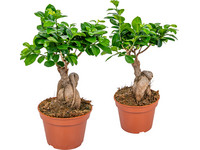 2x Ficus Ginseng Bonsai | 35 cm