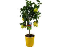 Zitronenbaum | 50–60 cm