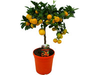 Sinaasappelboom op Stam | 50 - 60 cm