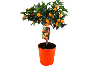 Kumquatboom op Stam | 50 - 60 cm
