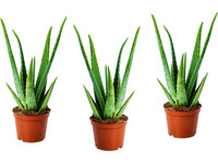 3x Aloe vera | 20–30 cm