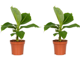 2x Bananenpflanze | 25–40 cm